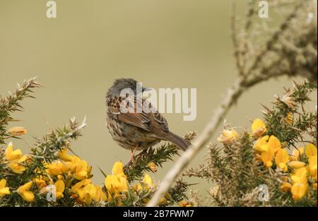 Un joli Dunnock, Prunella modularis, ou Hedge Sparrow perçant sur une brousse de Gorse en fleur. Banque D'Images