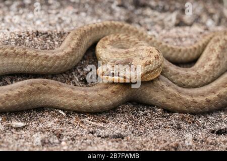 Un magnifique serpent lisse rare, Coronella austriaca, s'est enroulé dans le pays de la bruyère au Royaume-Uni. Banque D'Images