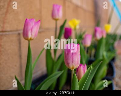 Gros plan de nombreuses fleurs de tulipes à Las Vegas, Nevada Banque D'Images