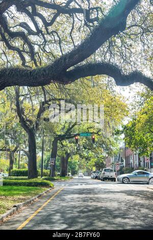 SAVANNAH, GA - 2 AVRIL 2018 : arbres de l'avenue Oglethorpe. Savannah attire 10 millions de touristes par an. Banque D'Images