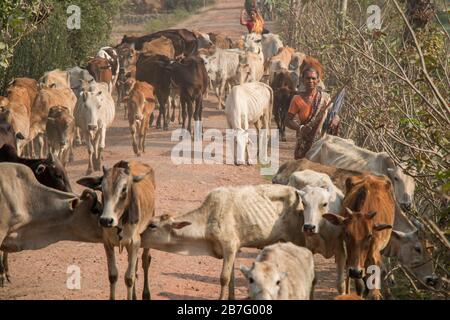 Les femmes bangladaises reviennent du champ avec leur bétail de classé dans une journée ensoleillée. Ces vaches sont la principale source de leur revenu des familles. Banque D'Images