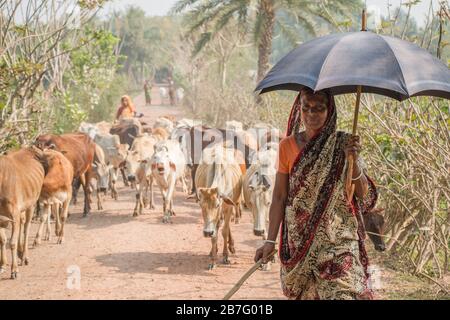 Les femmes bangladaises reviennent du champ avec leur bétail de classé dans une journée ensoleillée. Ces vaches sont la principale source de leur revenu des familles. Banque D'Images