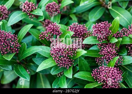 Skimmia Rubella Banque D'Images