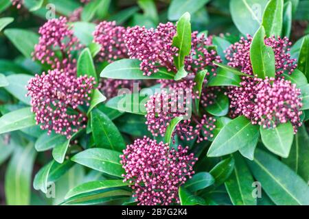 Skimmia japonica 'Rubella' Skimmia Rubella bourgeonnant des fleurs Banque D'Images