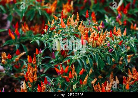 Cliché sélectif de plantes rouges Alstroemeriaceae avec un flou arrière-plan Banque D'Images