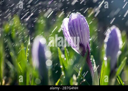 Magnifique crocus de printemps dans la pluie de printemps. Safran dans le jardin sur la pelouse. Gouttes d'eau sur les fleurs Banque D'Images