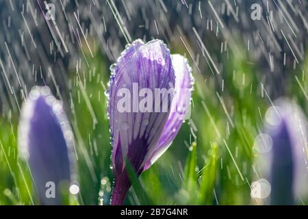 Magnifique crocus de printemps dans la pluie de printemps. Safran dans le jardin sur la pelouse. Gouttes d'eau sur les fleurs Banque D'Images