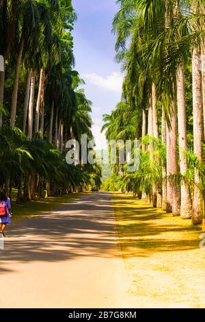 Asie du Sud Sri Lanka Jardins botaniques royaux Perradeniya a commencé 1371 King Wickramabahu Royal Palm Avenue Roystonia Regia 21 m de haut Banque D'Images