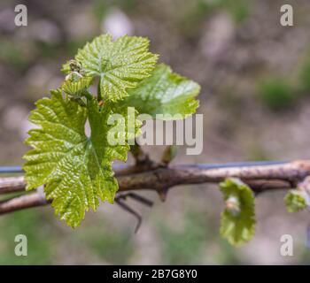 Une jeune inflorescence de raisins sur le gros plan de la vigne. Vigne avec de jeunes feuilles et bourgeons fleuissant sur une vigne de raisin dans le vignoble. Banque D'Images