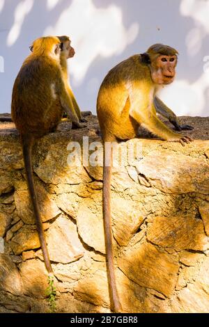 Asie du Sud Sri Lanka temples de la grotte de Dambulla Ceylon à partir du premier siècle 5 temples de roche sauvage Toque Macaque Macaca Sinica singes assis sur le mur Banque D'Images