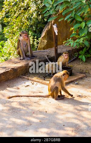 Asie du Sud Sri Lanka temples de la grotte de Dambulla Ceylon à partir du premier siècle 5 temples de roche sauvage Toque Macaque Macaca Sinica singes assis sur le mur Banque D'Images