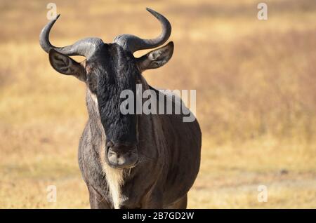 Portrait d'un wildebeest (Connochaetes taurinus) dans la savane africaine. Parc national du Serengeti, Tanzanie Banque D'Images