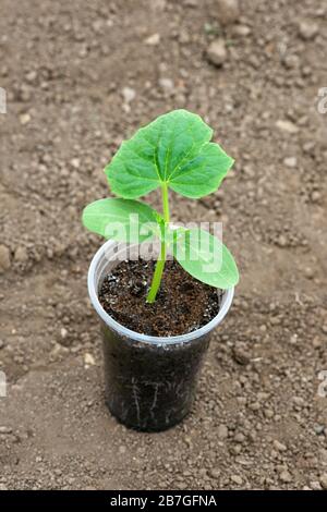 Croissance dans une serre de semis de concombre avec des racines visibles dans un pot transparent sur fond de sol - espace de copie Banque D'Images