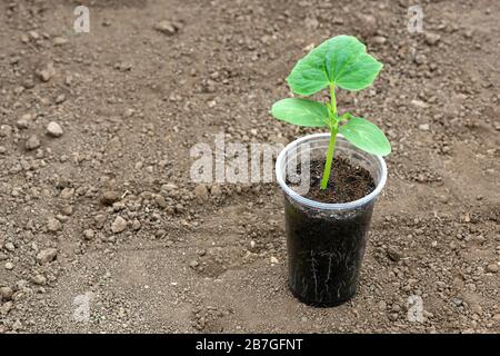 Croissance dans une serre de semis de concombre avec des racines visibles dans un pot transparent sur fond de sol - espace de copie Banque D'Images