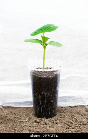 Croissance dans une serre de semis de concombre avec des racines visibles dans un pot transparent sur fond de sol - espace de copie Banque D'Images