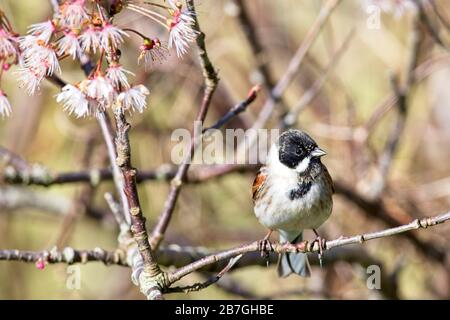 Une guirlande de roseaux (Emberiza schoeniclus) profite du soleil parmi les cerisiers en fleurs ce matin par une journée ensoleillée dans l'East Sussex, au Royaume-Uni. Crédit : Ed Brown/Alamy Live News Banque D'Images