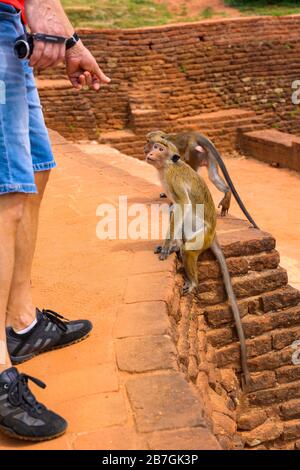 Asie Sri Lanka Sigiriya Rock Palace complexe ruines sauvage Toque Macaque Macaca Sinica singes détail escaliers marches briques rouges arbres touristiques Banque D'Images