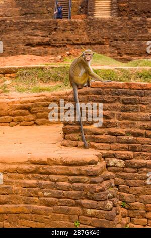 Asie Sri Lanka Sigiriya Rock Palace complexe ruines sauvage Toque Macaque Macaca Sinica singe détail escaliers marches briques rouges arbres touristes Banque D'Images