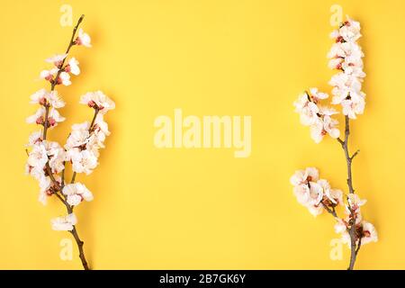 Branches de l'abricot avec fleurs sur fond jaune. Placer pour le texte. Le concept du printemps est venu, fête des mères, 8 mars. Vue de dessus. Plat le laïque Banque D'Images