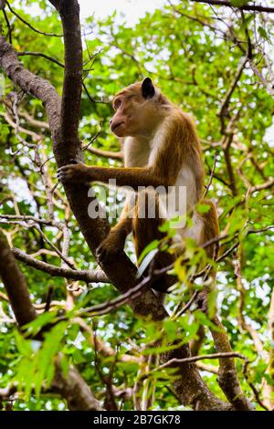 Asie Sri Lanka Sigiriya Rock sauvage Toque Macaque Macaca Sinica faune singe dans les feuilles de branches d'arbres Banque D'Images