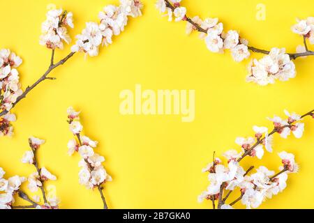 Branches de l'abricot avec fleurs sur fond jaune. Placer pour le texte. Le concept du printemps est venu, fête des mères, 8 mars. Vue de dessus. Plat le laïque Banque D'Images