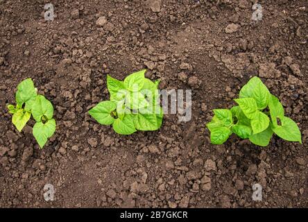 Jeunes plants de haricots dans le jardin - oncopt d'une nouvelle vie - espace de copie Banque D'Images