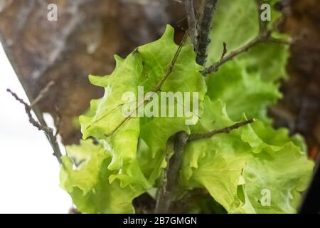 Bâton d'insecte sur une feuille verte près vers le haut Banque D'Images