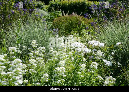 Centranthus ruber 'Albus', Miscanthus sinensis, blanc, bleu, violet, système de plantation d'argent, bordure herbacée dans un jardin Banque D'Images