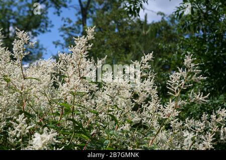 Persicaria polymorpha en fleur - vivace grand avec des masses de petites fleurs blanches Banque D'Images