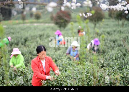 Yuqing, province de Guizhou en Chine. 16 mars 2020. Les gens cueillir des feuilles de thé dans un jardin de thé du comté de Yuqing, Zunyi City, dans la province de Guizhou, au sud-ouest de la Chine, 16 mars 2020. Les agriculteurs locaux ici ont été occupés à cueillir récemment des feuilles de thé printanier dans le cadre de mesures visant à empêcher la propagation de nouveaux coronavirus. Crédit: Yang Ying/Xinhua/Alay Live News Banque D'Images