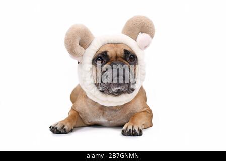 Chien français Bulldog portant de jolies oreilles de mouton et des cornes serre-tête, isolé sur fond blanc Banque D'Images