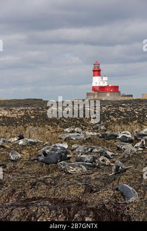 Groupe DE PHOQUES GRIS (Halichoerus grypus) transporté près du phare de Longstone, au Royaume-Uni. Banque D'Images