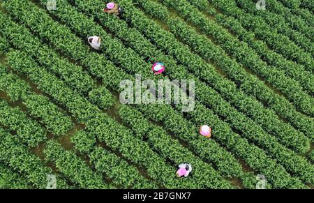 Yuqing, province de Guizhou en Chine. 16 mars 2020. La photo aérienne montre que les gens cueillant des feuilles de thé dans un jardin de thé du comté de Yuqing, Zunyi City, dans la province de Guizhou, dans le sud-ouest de la Chine, 16 mars 2020. Les agriculteurs locaux ici ont été occupés à cueillir récemment des feuilles de thé printanier dans le cadre de mesures visant à empêcher la propagation de nouveaux coronavirus. Crédit: HU Panxue/Xinhua/Alay Live News Banque D'Images