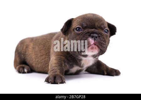 Petit chiot de chien buldog de couleur bravière au chocolat de 3 semaines avec des yeux bleus isolés sur fond blanc Banque D'Images