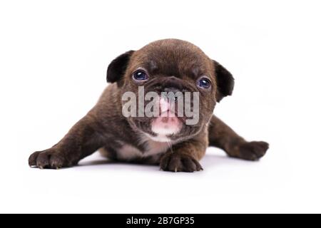 Petit chiot de chien buldog de couleur bravière au chocolat de 3 semaines avec des yeux bleus isolés sur fond blanc Banque D'Images