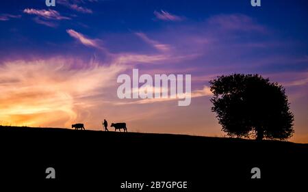 Silhouette de berger, de vaches et d'arbre contre le ciel coucher du soleil Banque D'Images