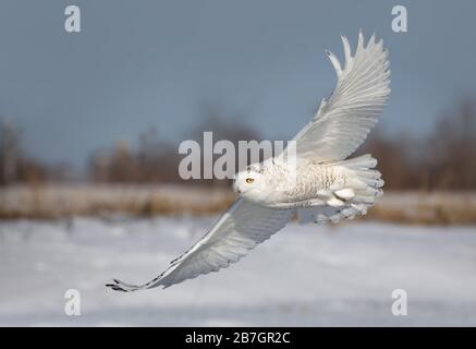 Chouette enneigée (Bubo scandiacus) en vol de chasse au-dessus d'un étang couvert de glace à Ottawa, Canada Banque D'Images