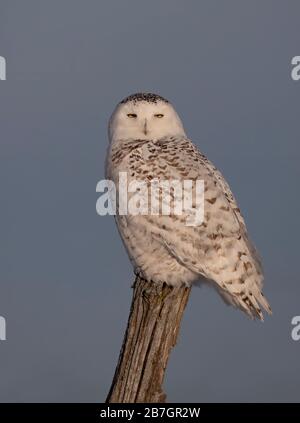 Chouette enneigée (Bubo scandiacus) isolée sur fond bleu lors de la chasse après l'hiver à Ottawa, Canada Banque D'Images