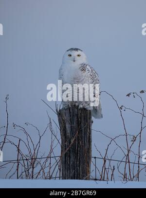 Chouette enneigée (Bubo scandiacus) isolée sur fond bleu lors de la chasse après l'hiver à Ottawa, Canada Banque D'Images