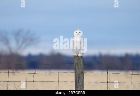 Chouette enneigée (Bubo scandiacus) isolée sur fond bleu lors de la chasse après l'hiver à Ottawa, Canada Banque D'Images