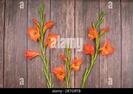 Belle fleur de gladiolus orange sur fond de bois. carte de vœux de vacances. Plat, vue du dessus Banque D'Images