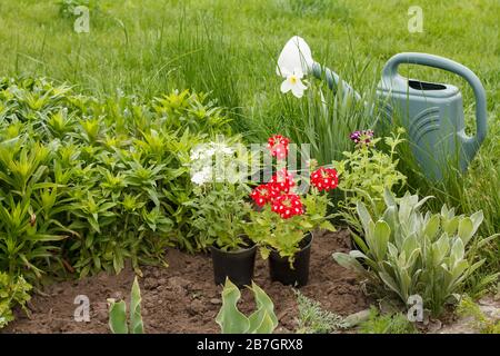 Verveine rouge fleurs et arrosoir dans un lit de jardin avec herbe verte sur l'arrière-plan. Banque D'Images