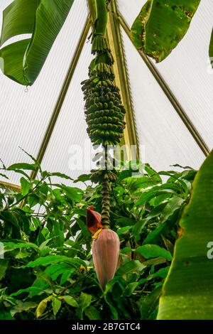 Fleur de bourgeons avec bande de banane, plante de Banana, plante tropicale de la espèce végétale Banque D'Images