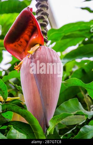 gros plan du bourgeon de fleurs d'une plante de banane, espèce tropicale populaire d'Australie Banque D'Images