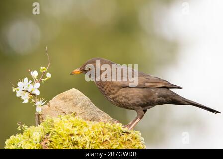 Femme Blackbird, perchée sur la mousse, par un rocher dans un jardin britannique Banque D'Images