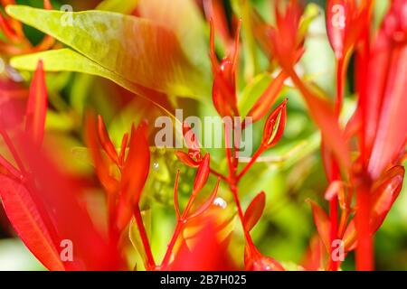 Fond floral en vert et rouge. La plante de Pieris (Pieris japonica) laisse dans le foyer sélectif. Bali, Indonésie. Banque D'Images