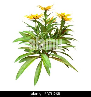 Rendu tridimensionnel d'une plante de calendula avec des fleurs isolées sur fond blanc Banque D'Images