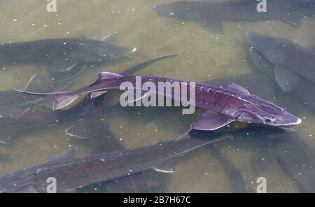 L'esturgeon de Sibérie (Acipenser baerii) pêchent dans la ferme, une source de production de caviar à partir de sa roe et de la viande savoureuse. La forme du poisson d'eau douce ressemble au requin. Banque D'Images