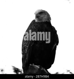 Bald Eagle perché sur Branch Black & White Banque D'Images