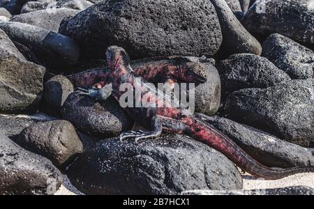 Deux grands iguanes se bronzent ensemble sur des rochers le long de la côte des îles Galapagos, en Équateur Banque D'Images